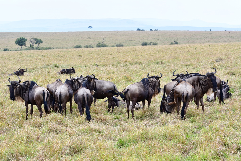 Masai Mara Nat. Reserve